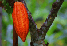 Cacao : les quatre principaux pays producteurs africains officialisent leur alliance