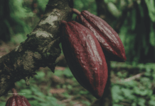 Cacao : l’Afrique domine les volumes, l’Equateur défie le modèle